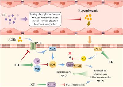 Advances in the therapeutic application and pharmacological properties of kinsenoside against inflammation and oxidative stress-induced disorders